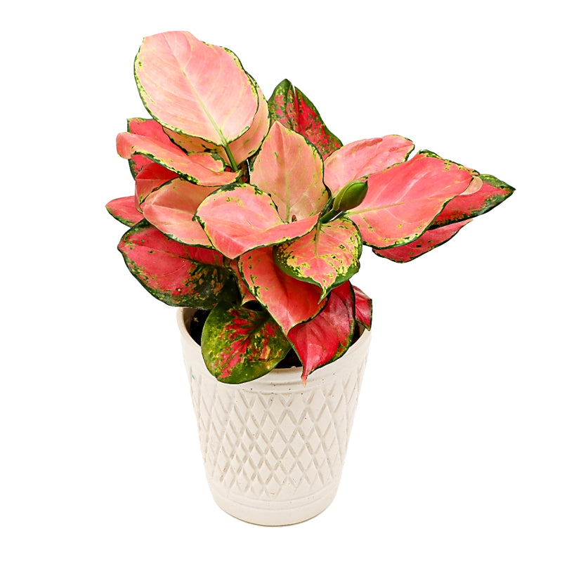 Verve Aglaonema